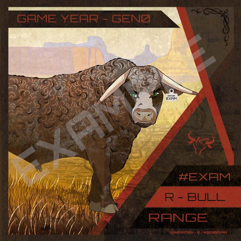 Range Bull Cattle Card